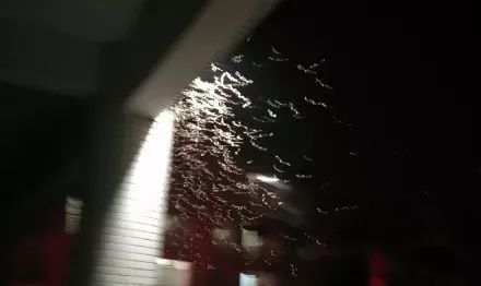 广东下雨后出现的虫子,广东雨后常见的虫子