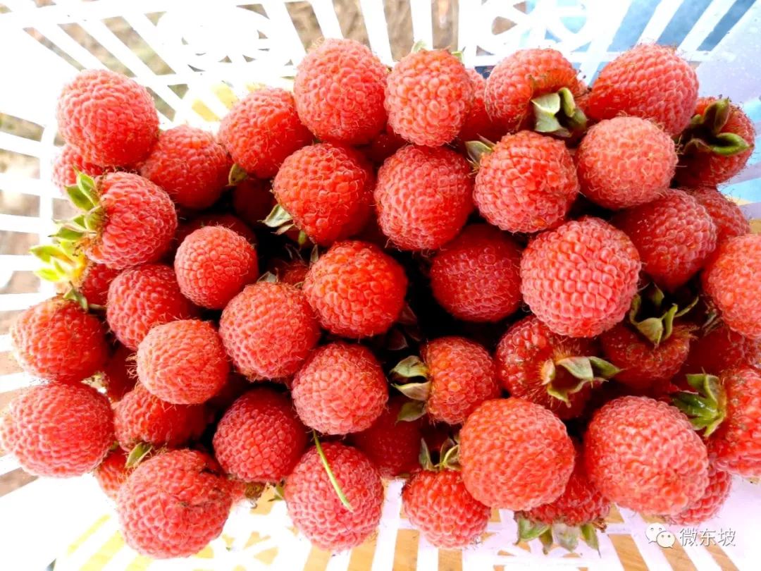 树莓采摘时节,又到了采摘树莓的季节