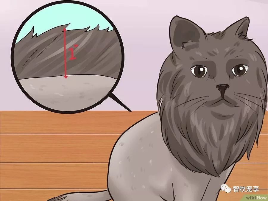 铲屎官如何利用猫毛,给猫剃毛用什么推子比较好