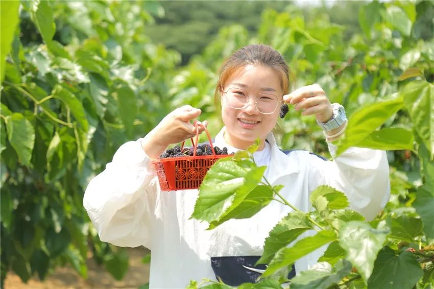 AreYouReady~~~第六届桑果紫酒节火爆来袭！采桑葚，赏演出，如此“葚”好！