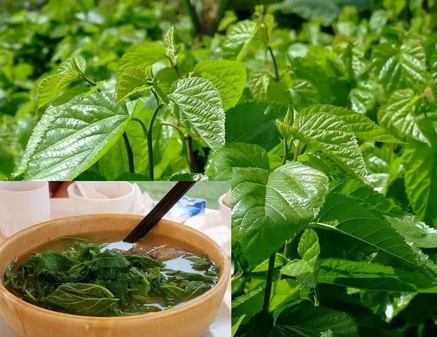 桑树效益知多少！桑叶用途多，桑葚效益高！