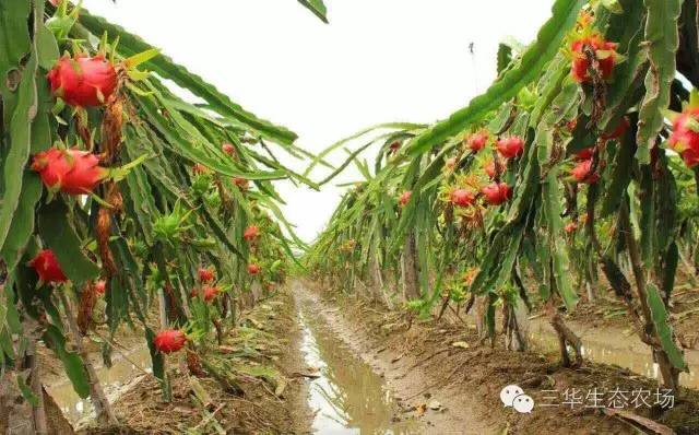 福建两岸融合发展新闻发布会,福建新闻联播水稻制种