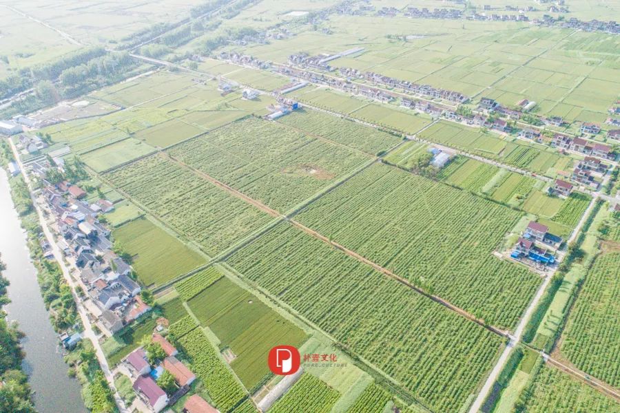 五月芬芳之旅，与你相约海安大马士革*瑰园玫**