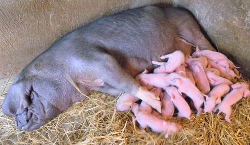 母猪屡配不孕的原因及解决方案,母猪屡配不孕症的治疗方法