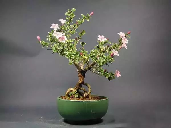 仙人掌养花知识,仙人掌养不死的诀窍