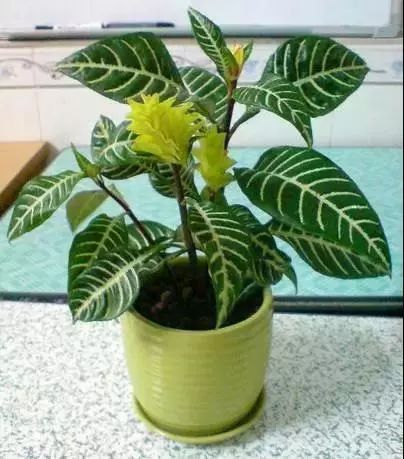 仙人掌养花知识,仙人掌养不死的诀窍