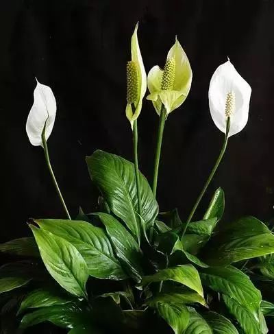 仙人掌养花知识,仙人掌养不死的诀窍