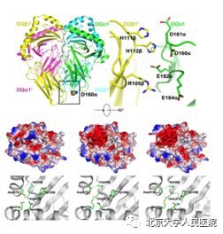 热点|类风湿关节炎再现免疫遗传新特征北京大学人民医院栗占国教授团队最新研究成果在风湿免疫领域顶级期刊发表