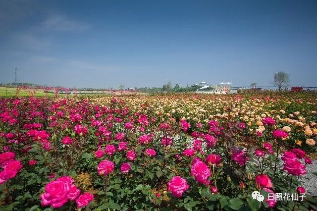 美炸了！初夏花仙子！有爱的人免费玩！把最美奉献给你！