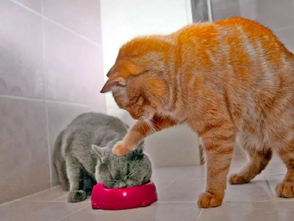 日本“手工鬼才”捏的小动物模型，比表情包还沙雕