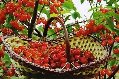 拿好这篇西安采摘樱桃指南,西安白鹿原樱桃采摘