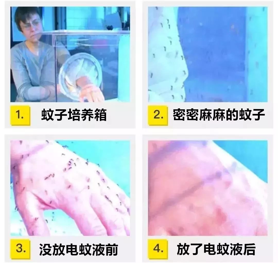 夏天消灭蚊子用蚊香还是杀虫剂,蚊香液消灭蚊子全过程
