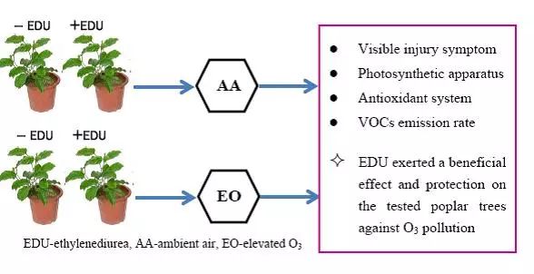 臭氧对植物的危害的浓度,臭氧对人类和环境的影响