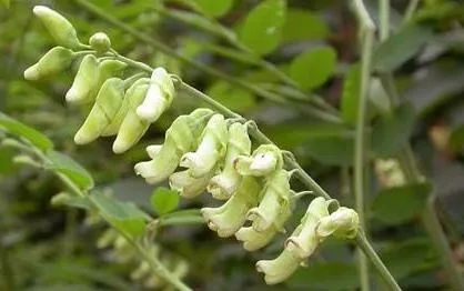 专治脚气的神奇药,十多年的脚气三味中药一招搞定