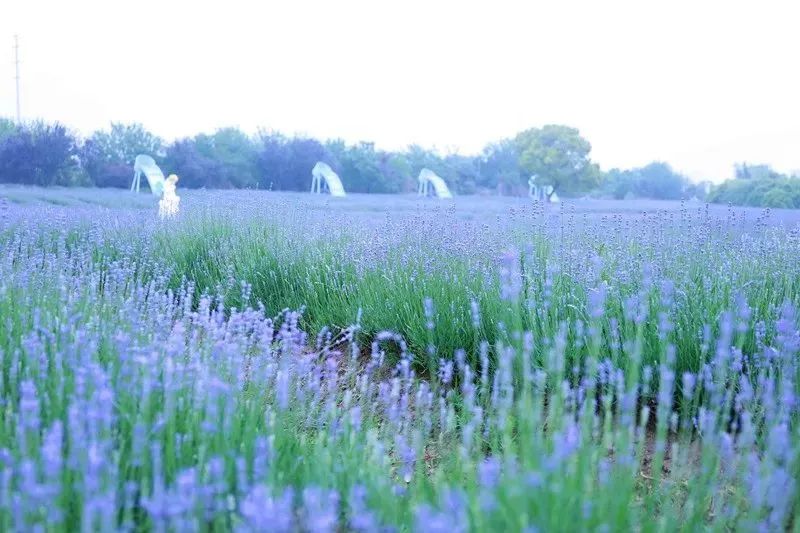 薰衣草花海活动,崇明岛薰衣草节门票价格
