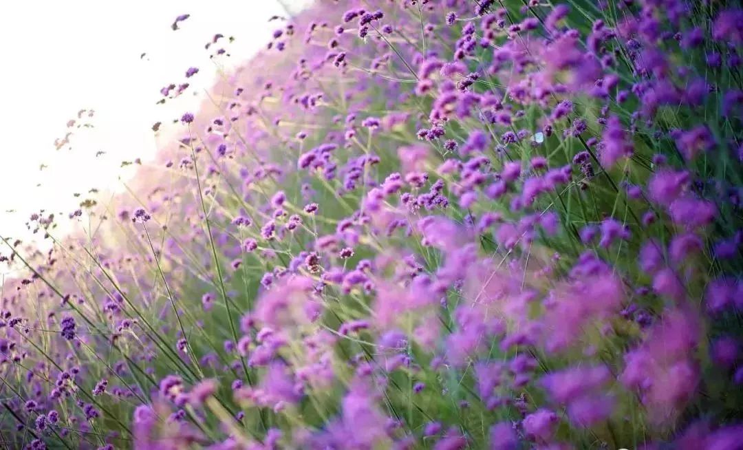 当四川人和重庆人见面,当四川人相遇