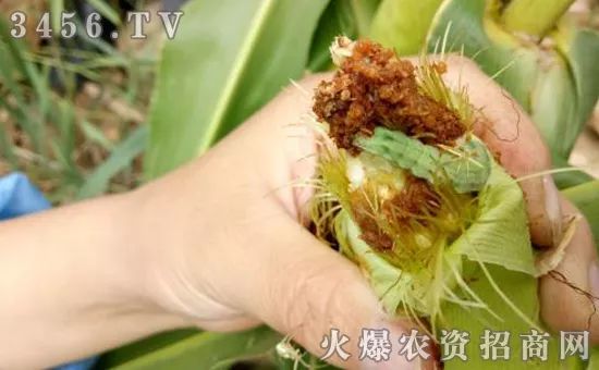 杀青虫什么药最好,杀青虫最有效的方法