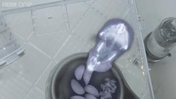 仓鼠的嘴巴和舌头是怎么样的,仓鼠这么可爱能吃掉吗