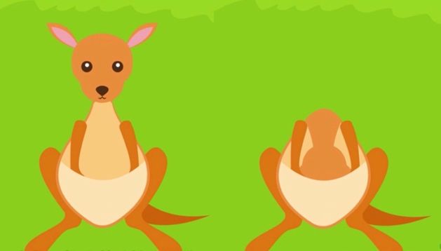 考拉要睡,考拉要努力