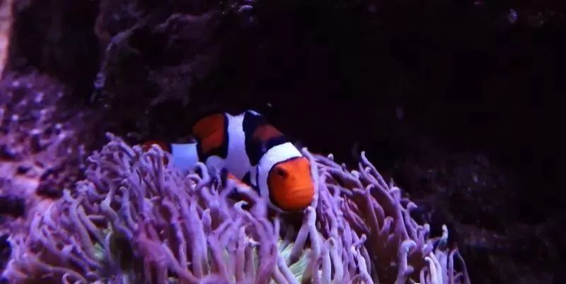 海缸害怕阳光照射吗,海缸如何压制褐藻