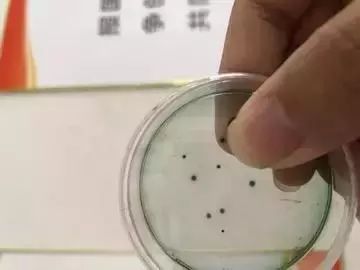 弧菌-水产养殖的杀手，而它是弧菌的最佳克星！