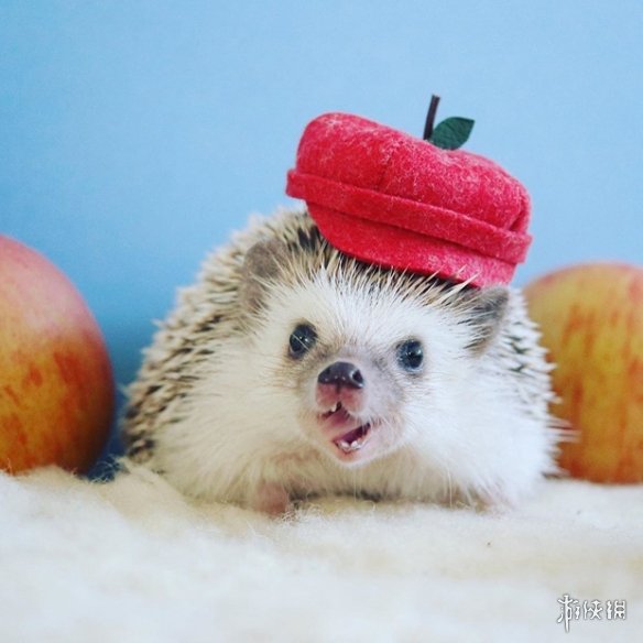 喵汪见我黯然失色萌萌哒的小刺猬Monaka走红网络