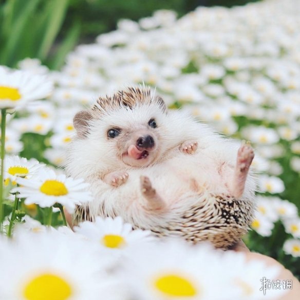 喵汪见我黯然失色萌萌哒的小刺猬Monaka走红网络