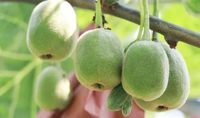 什邡市猕猴桃种植过程,什邡猕猴桃示范园