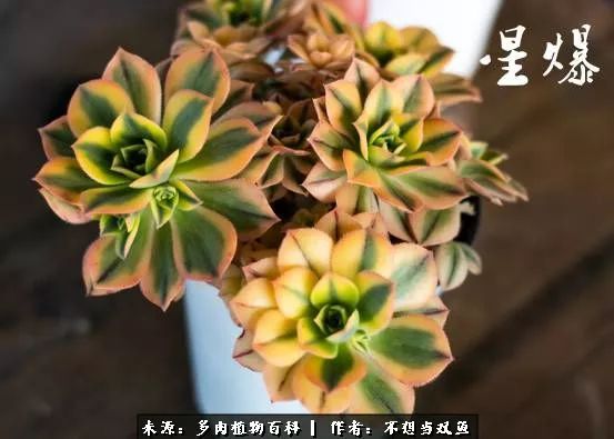 这是个什么神仙草？我被*引勾**了！不能自己一个人进坑！