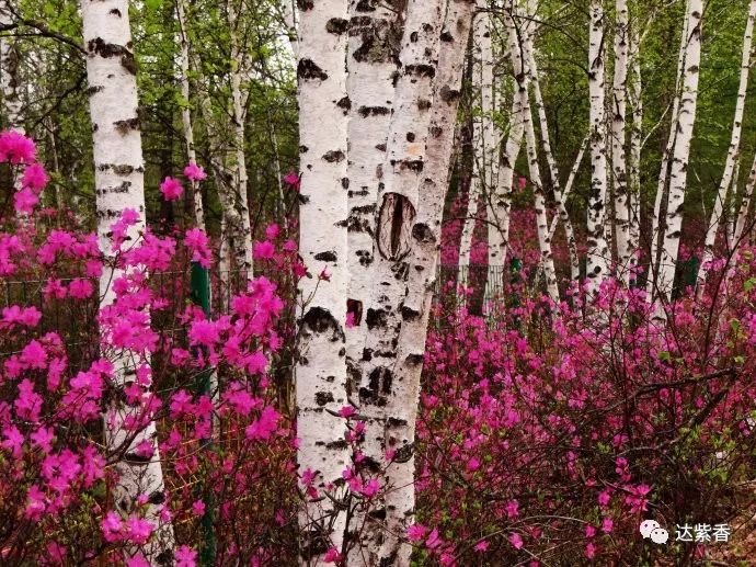 莫力达瓦有这样一个美丽的地方,美丽的莫力达瓦