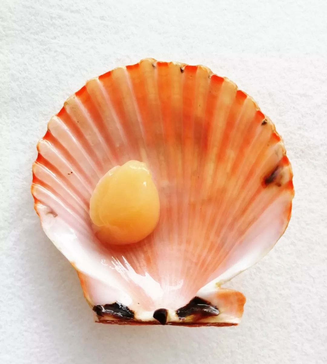 ins风！青农大学育出金色扇贝堪称“王者贝”