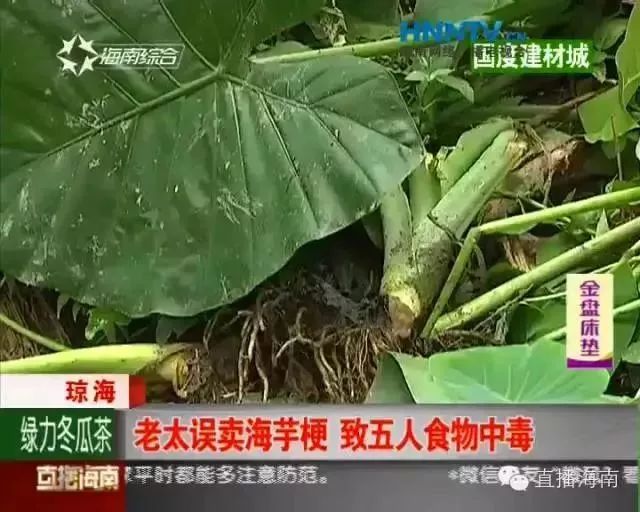 它神似芋头却被称“广东狼毒”,形似芋头的狼毒