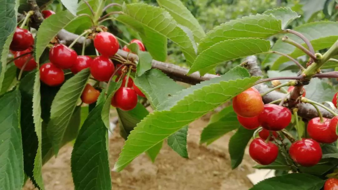 摘樱桃、做蛋糕！这个周末全家一起嗨！《周末去哪嗨》第八站火热报名开启