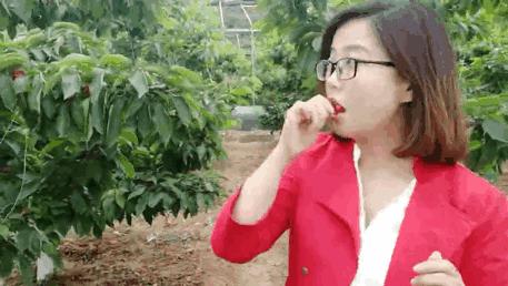 摘樱桃、做蛋糕！这个周末全家一起嗨！《周末去哪嗨》第八站火热报名开启