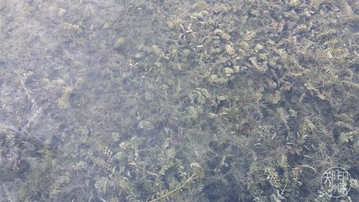 龙子湖沙滩游乐场在什么位置,蚌埠龙子湖网红沙滩多少钱