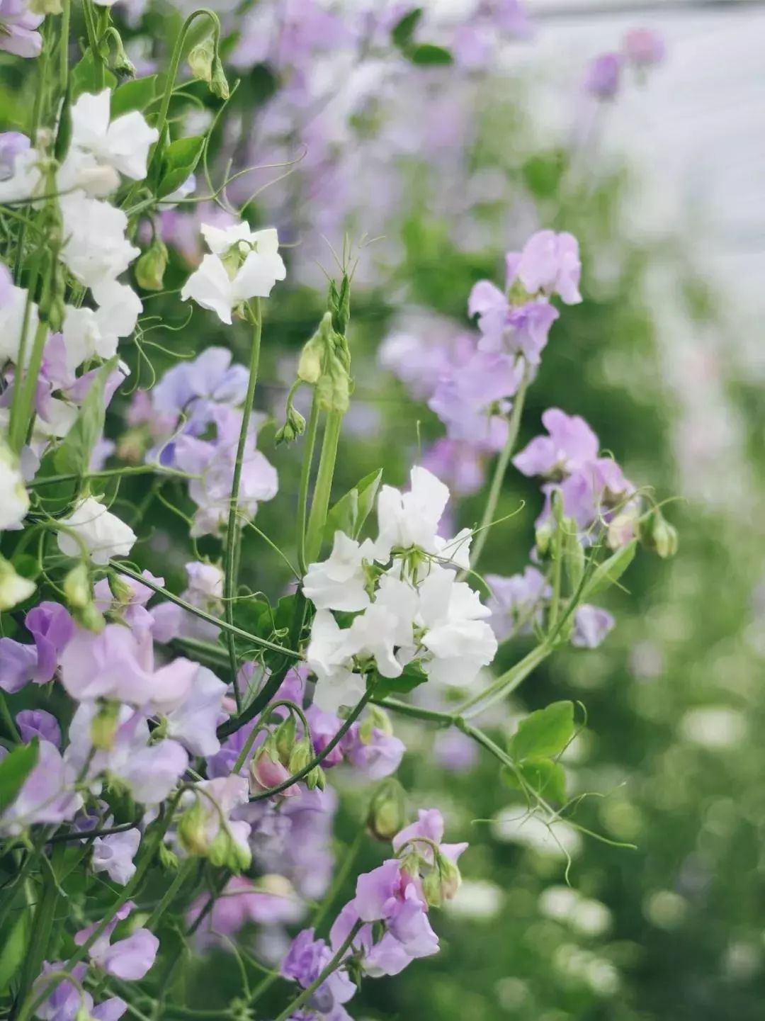 100种爬藤植物花墙,15种常用的园林观花爬藤植物