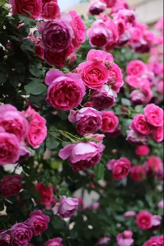 100种爬藤植物花墙,15种常用的园林观花爬藤植物