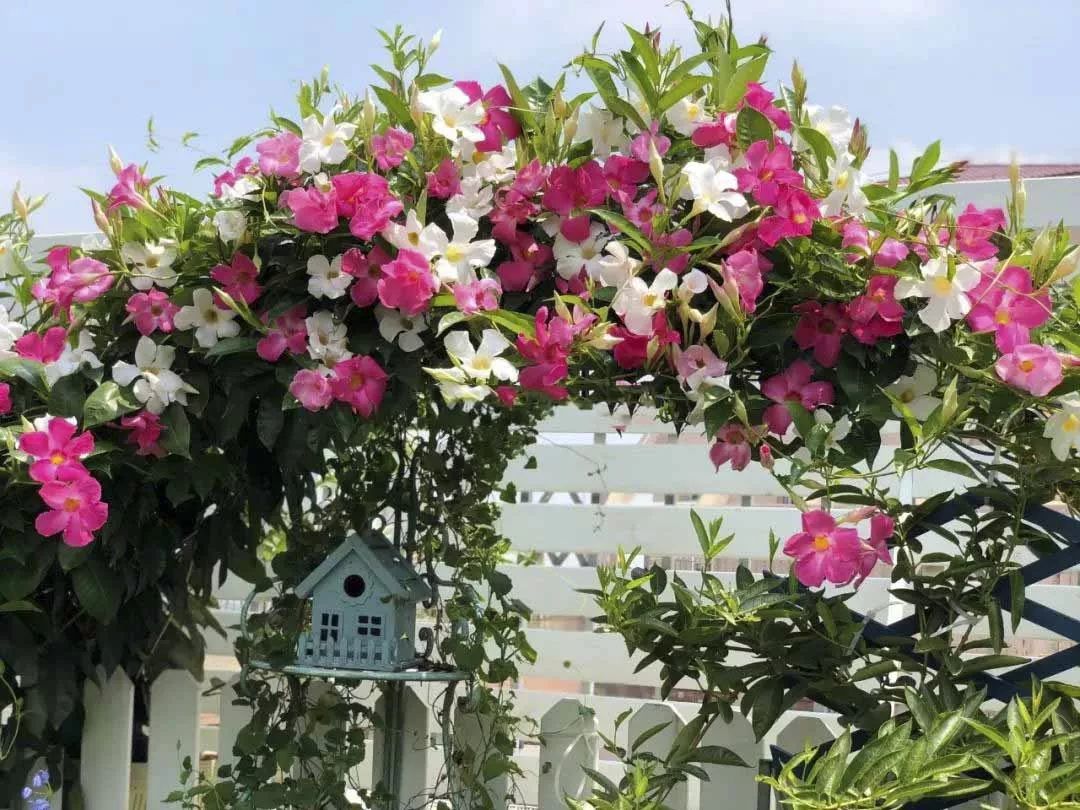 100种爬藤植物花墙,15种常用的园林观花爬藤植物