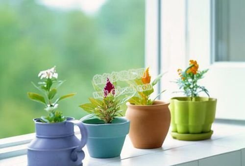 新房装修风水植物摆放讲究,家中装修放什么植物好风水