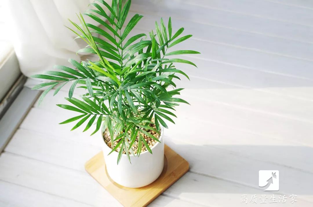 什么植物能吸收甲醛还能净化空气,吸甲醛最好的植物哪种排名第一