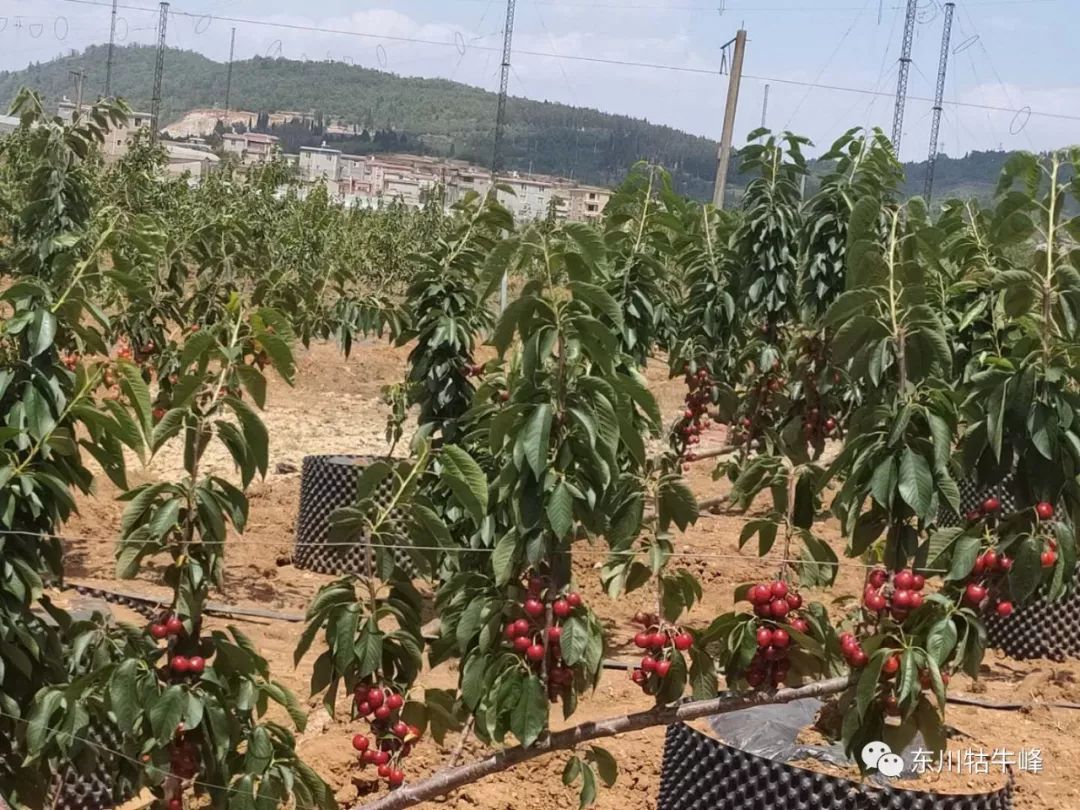 东川红土地车厘子采摘,东川红土地车厘子
