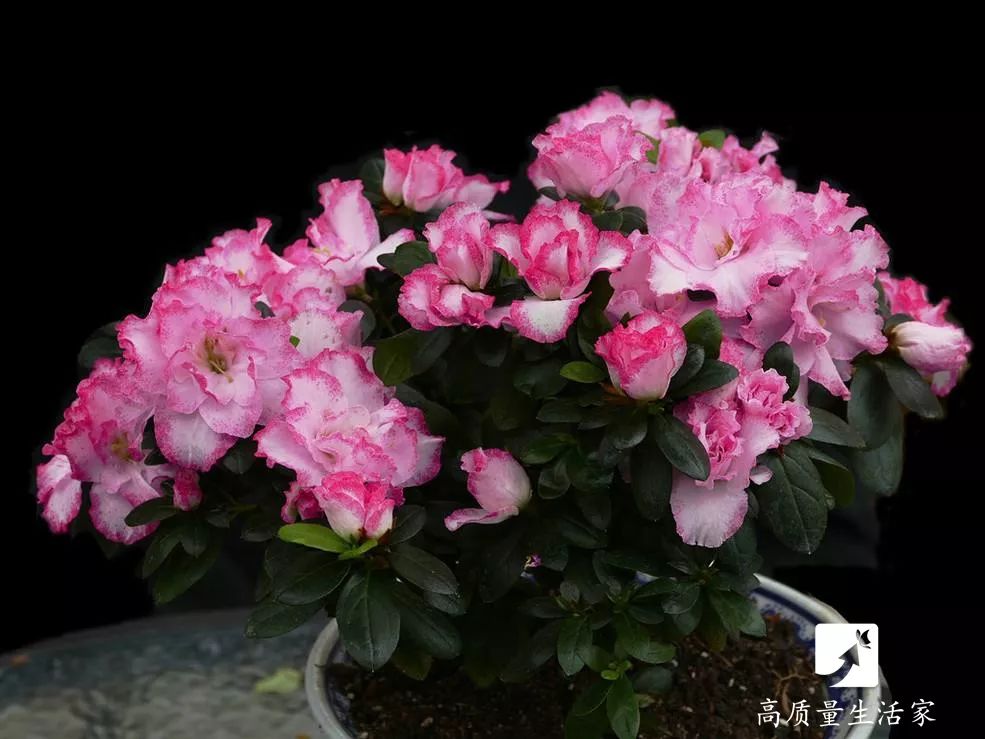 去甲醛最快的植物排行榜,装修房子吸甲醛最好的是什么植物