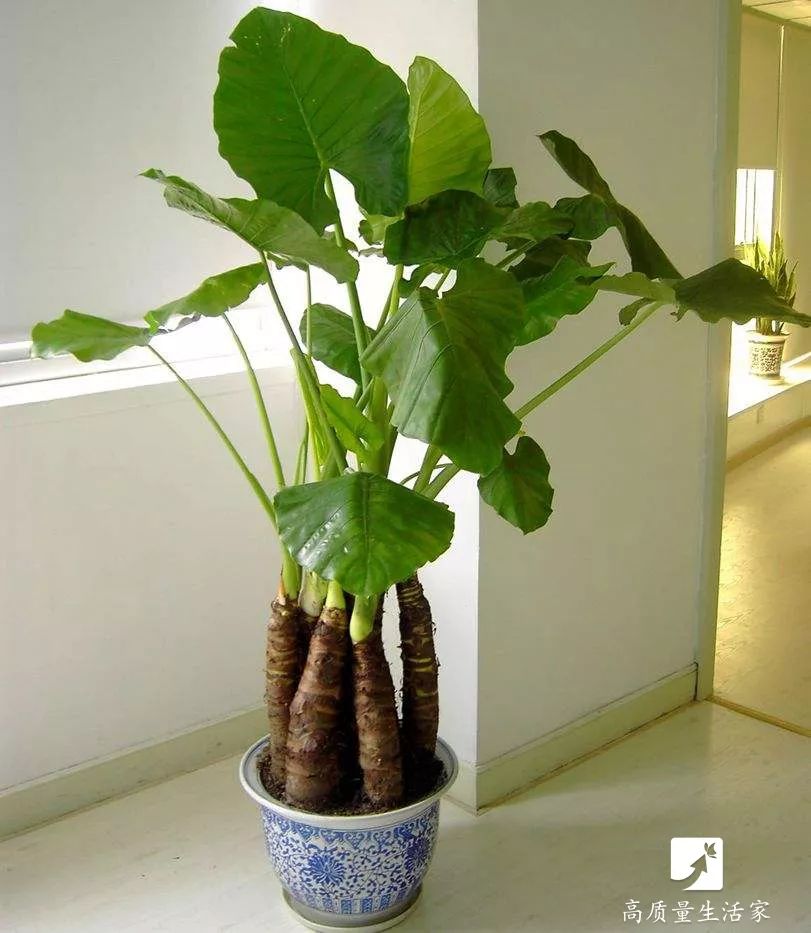 装修房子吸甲醛最好的是什么植物,吸甲醛最好的植物排行榜