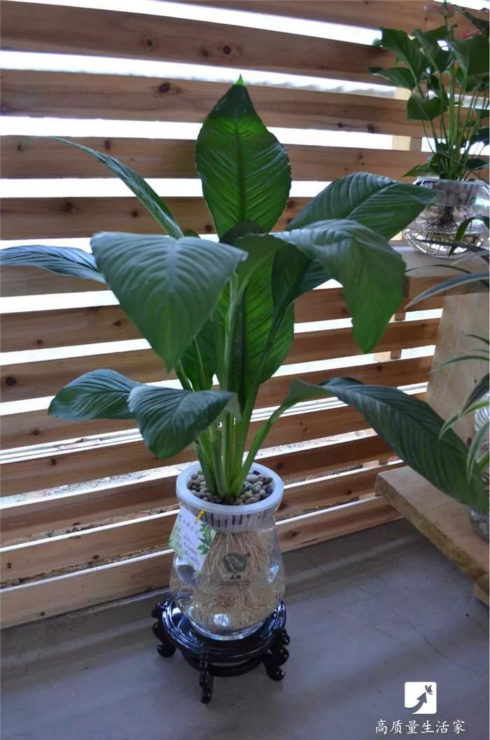 吸甲醛最好的植物排行,甲醛克星植物排行榜