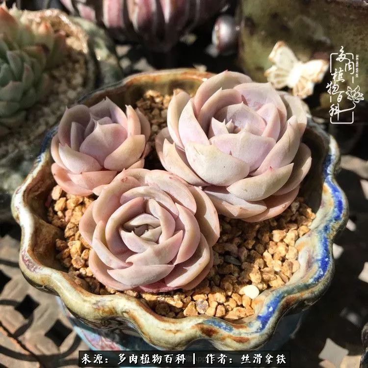 夏季比较耐晒的多肉,夏日的多肉