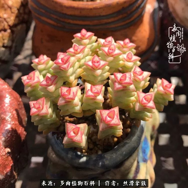 夏季比较耐晒的多肉,夏日的多肉