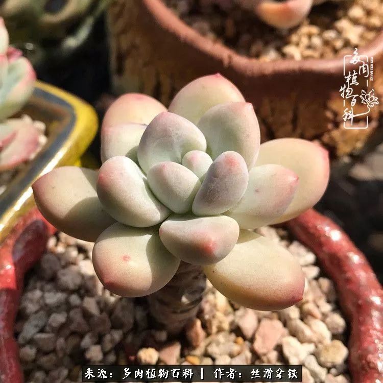 夏季比较耐晒的多肉,夏日的多肉