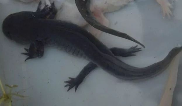 天府文化|诗文成都宋宴——宋朝人们如何吃鱼？竟这么讲究…