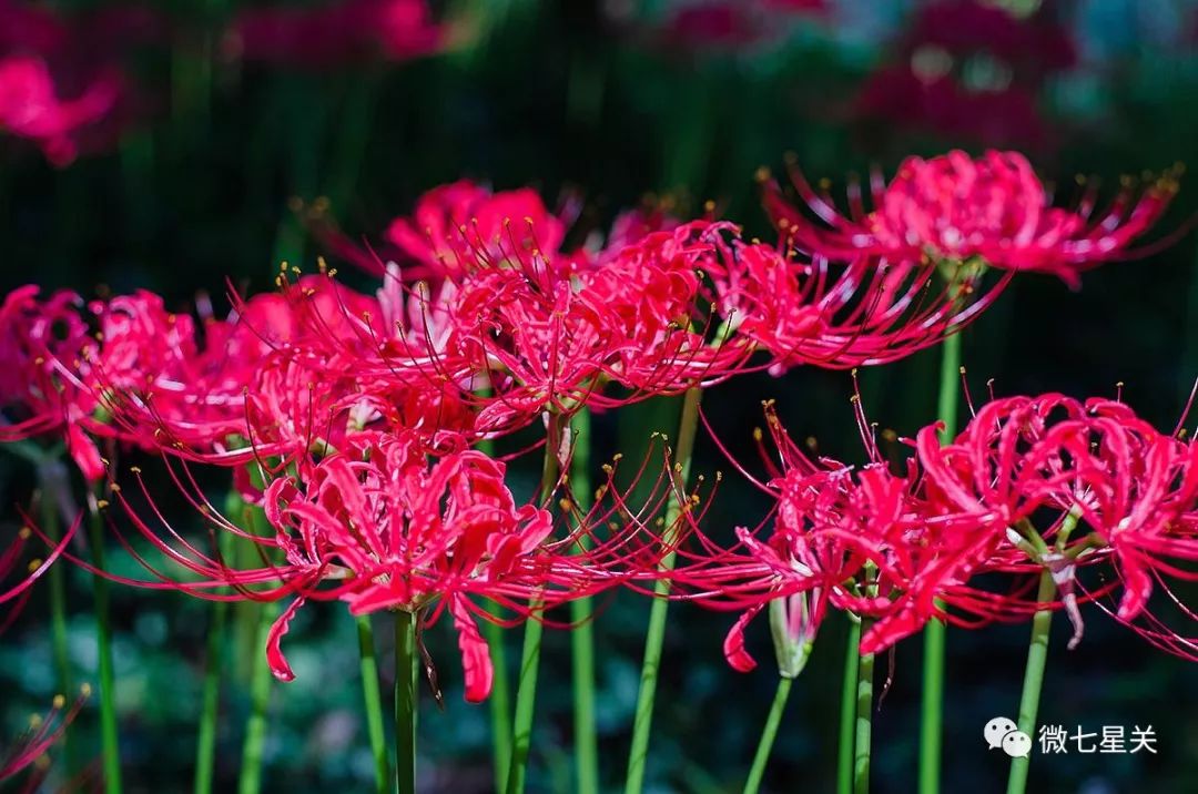 小心有毒路边野菜别乱采,有毒的野果和野菜
