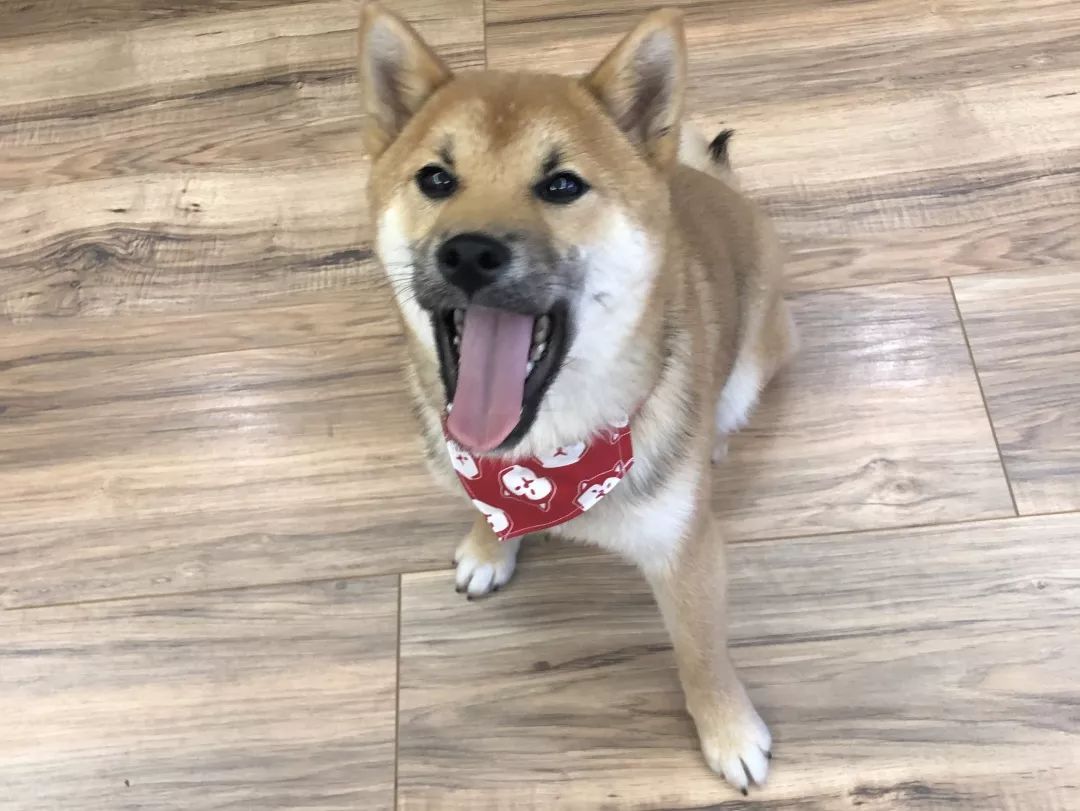 高萌来袭!真小奶猫小奶狗!|毛孩子的童年有多奶?